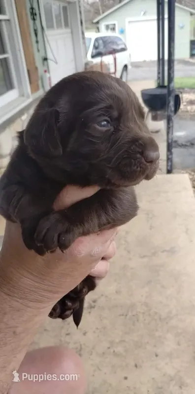 Harvey  – Labrador Retriever puppy for sale in Eldon, MO