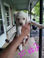 Lucas, a male Labrador Retriever for sale in Eldon, MO – Photo 2 of 8