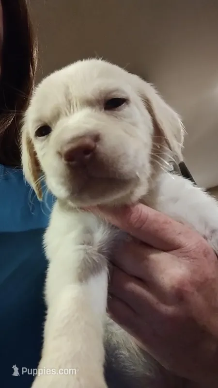 Willie – Labrador Retriever puppy for sale in Eldon, MO