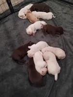 Harvey , a male Labrador Retriever for sale in Eldon, MO – Photo 4 of 6