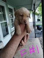 Lucas, a male Labrador Retriever for sale in Eldon, MO – Photo 4 of 8