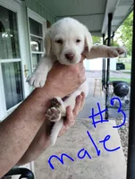 Lucas, a male Labrador Retriever for sale in Eldon, MO – Photo 3 of 8