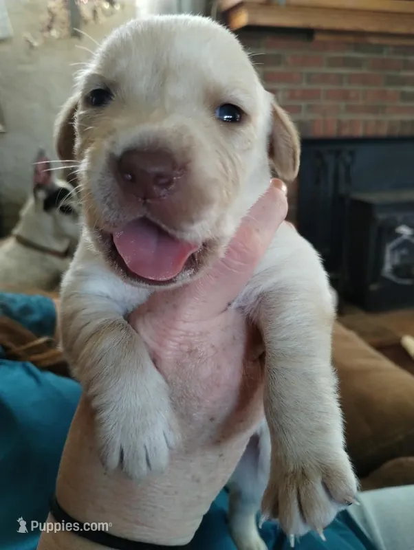 Roscoe  – Labrador Retriever puppy for sale in Eldon, MO