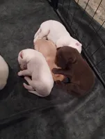 Harvey , a male Labrador Retriever for sale in Eldon, MO – Photo 3 of 6