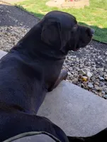 Harvey , a male Labrador Retriever for sale in Eldon, MO – Photo 6 of 6