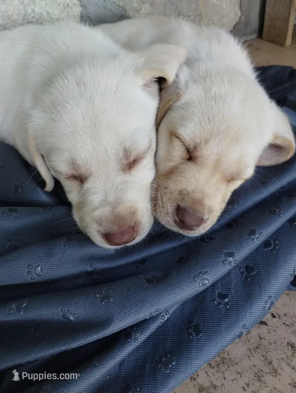 Lucas/buster  – Labrador Retriever puppy for sale in Eldon, MO