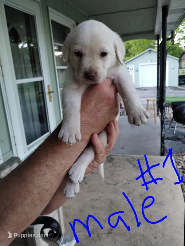 Lucas – Labrador Retriever puppy for sale in Eldon, MO