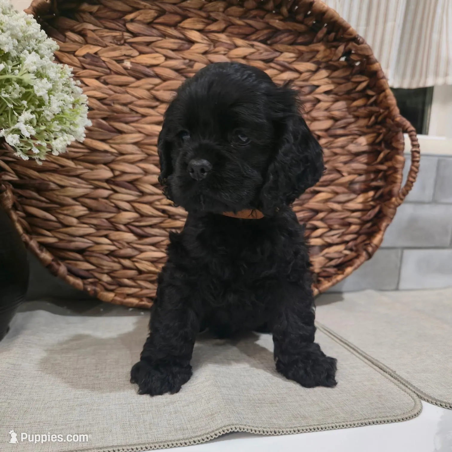 Toby, a male Cocker Spaniel for sale in Corcoran, CA – Photo 3 of 5