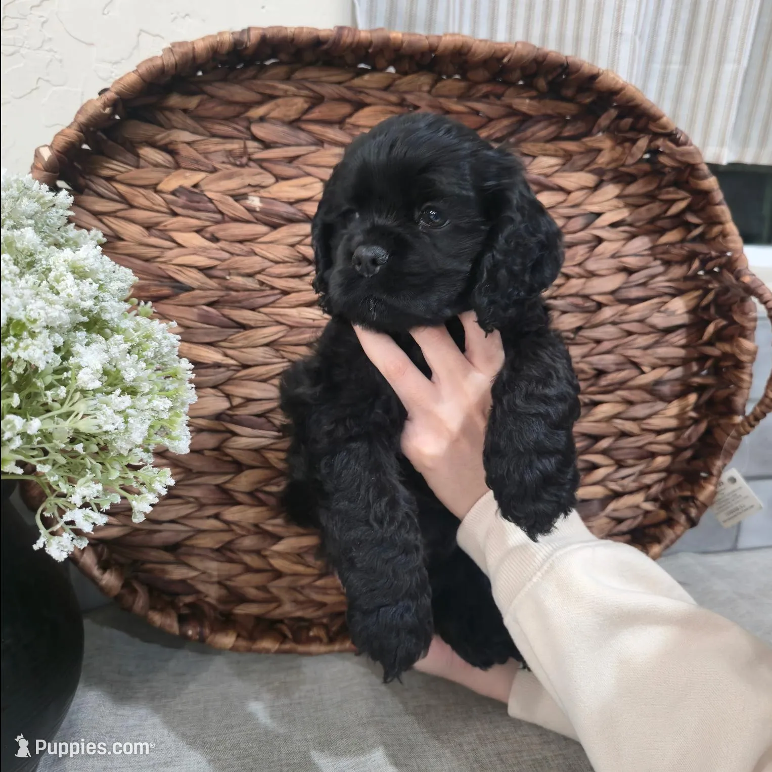 Toby, a male Cocker Spaniel for sale in Corcoran, CA – Photo 5 of 5