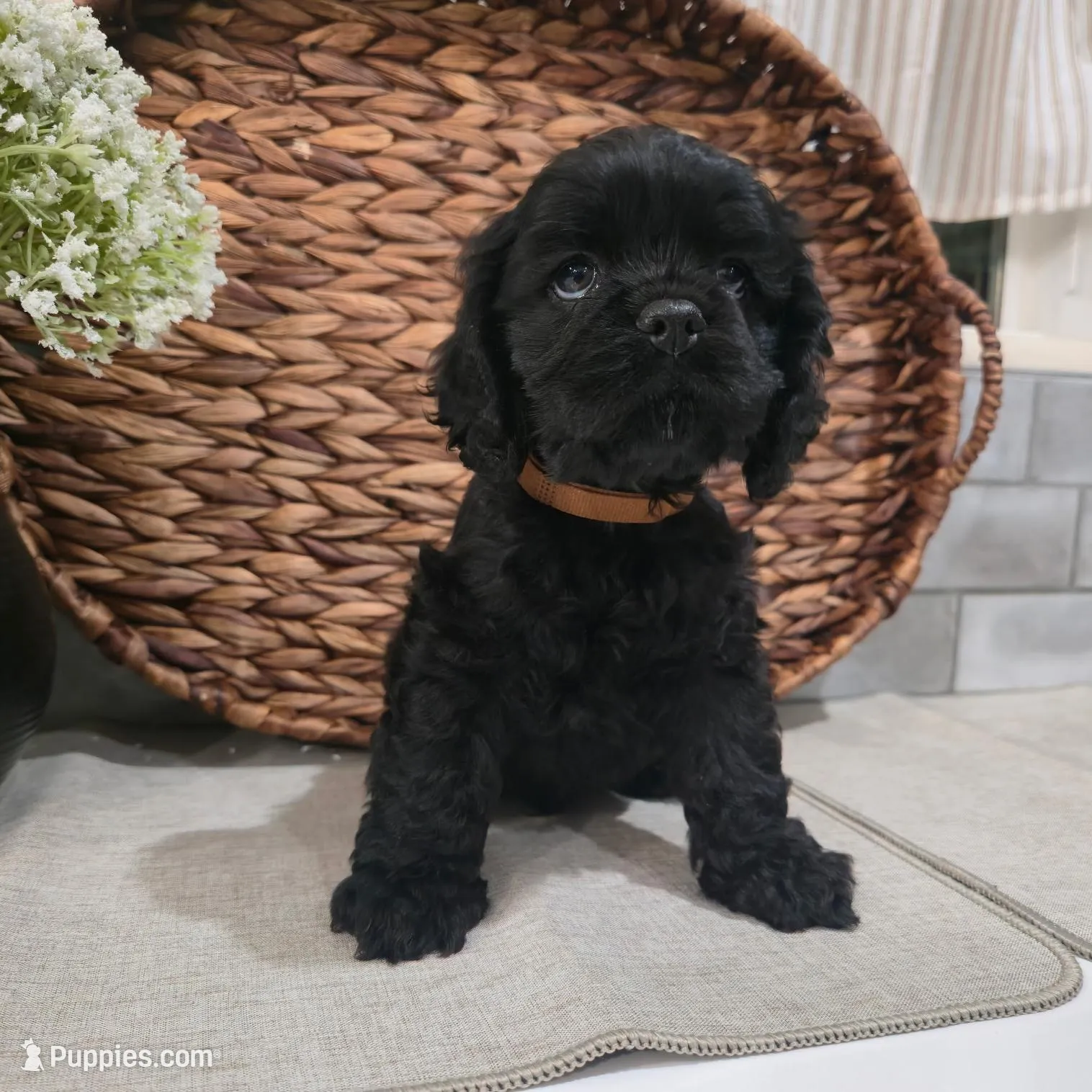 Toby, a male Cocker Spaniel for sale in Corcoran, CA – Photo 4 of 5