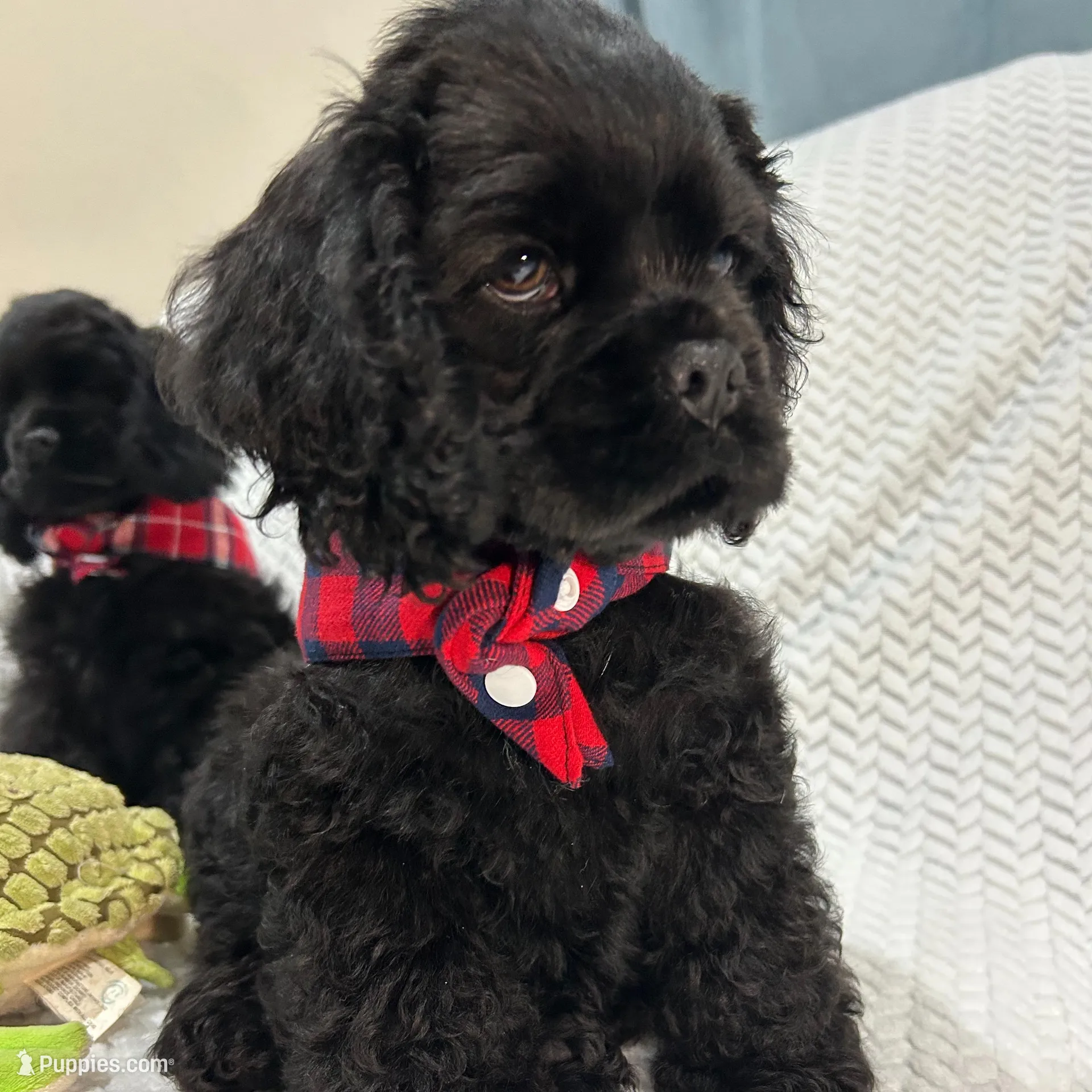 Creed, a male Cocker Spaniel for sale in Corcoran, CA – Photo 2 of 6