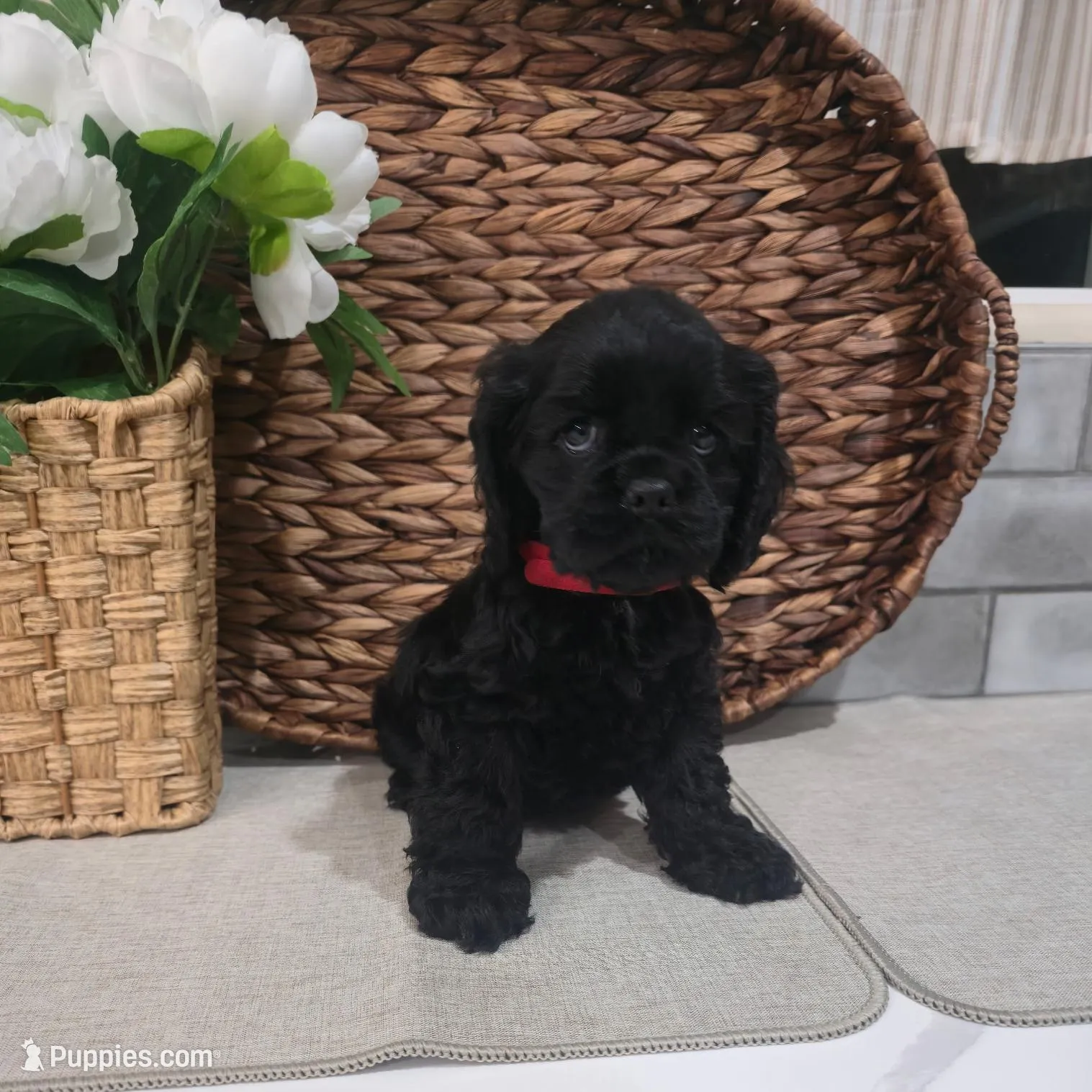 Creed, a male Cocker Spaniel for sale in Corcoran, CA – Photo 5 of 6