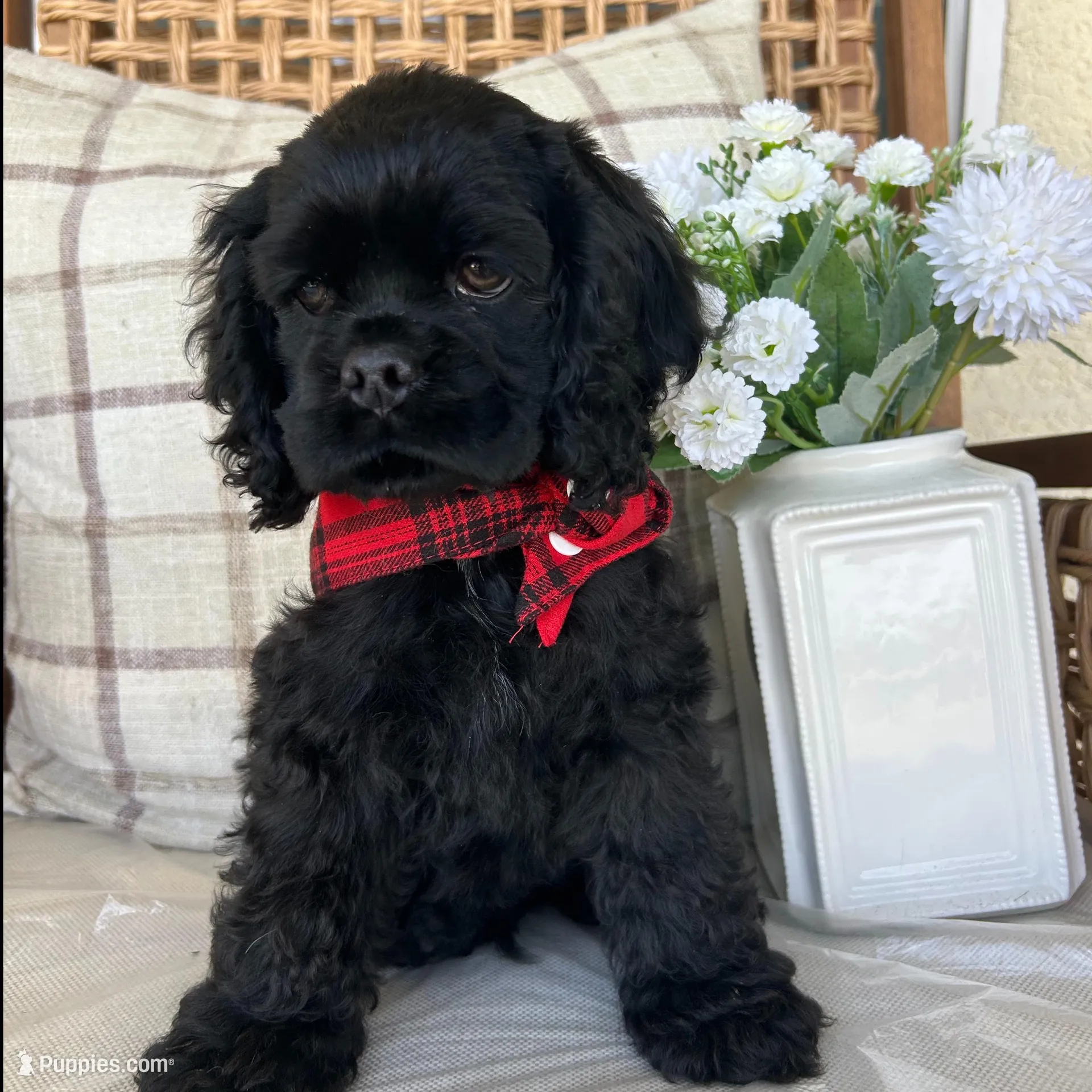 Creed, a male Cocker Spaniel for sale in Corcoran, CA – Photo 3 of 6