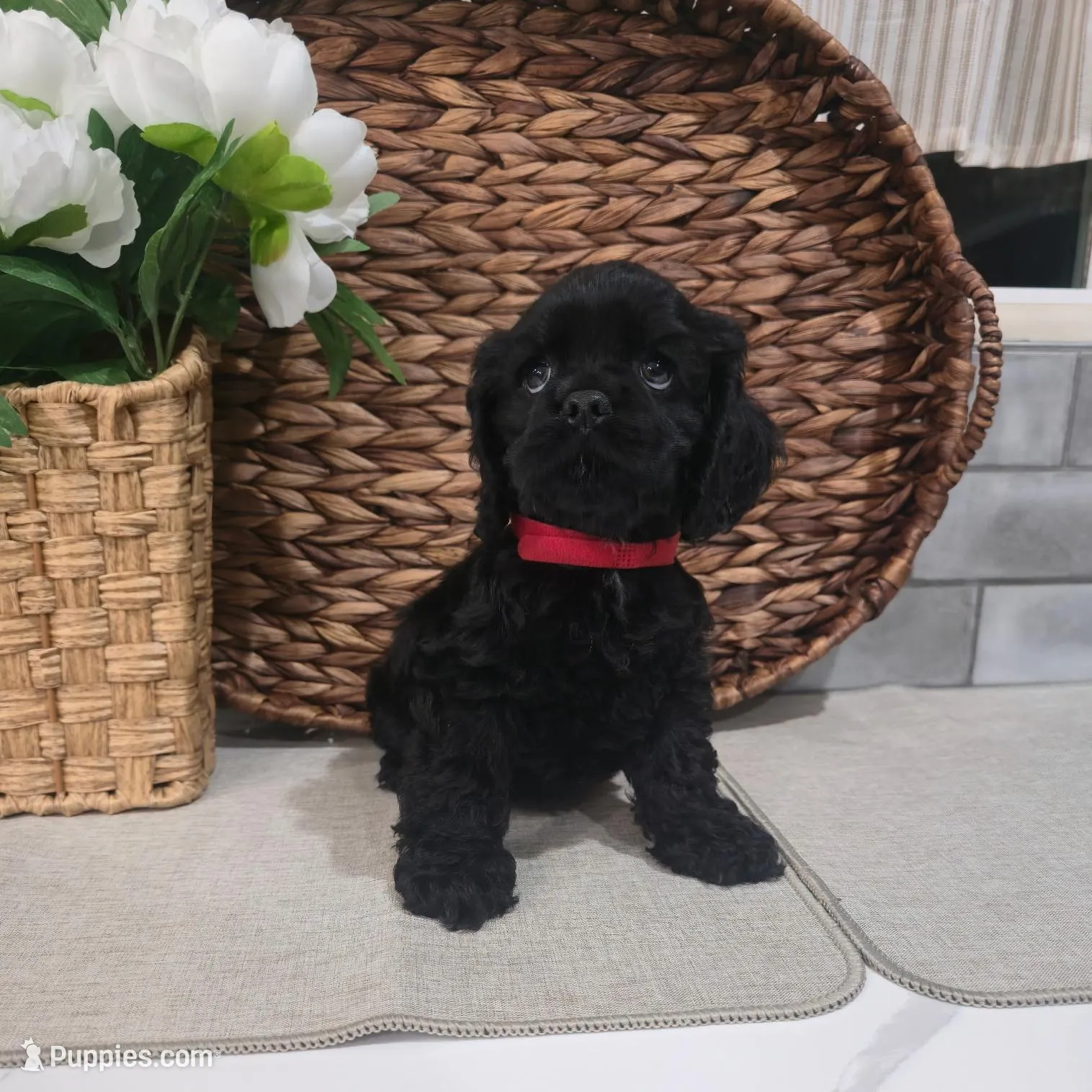 Creed, a male Cocker Spaniel for sale in Corcoran, CA – Photo 6 of 6