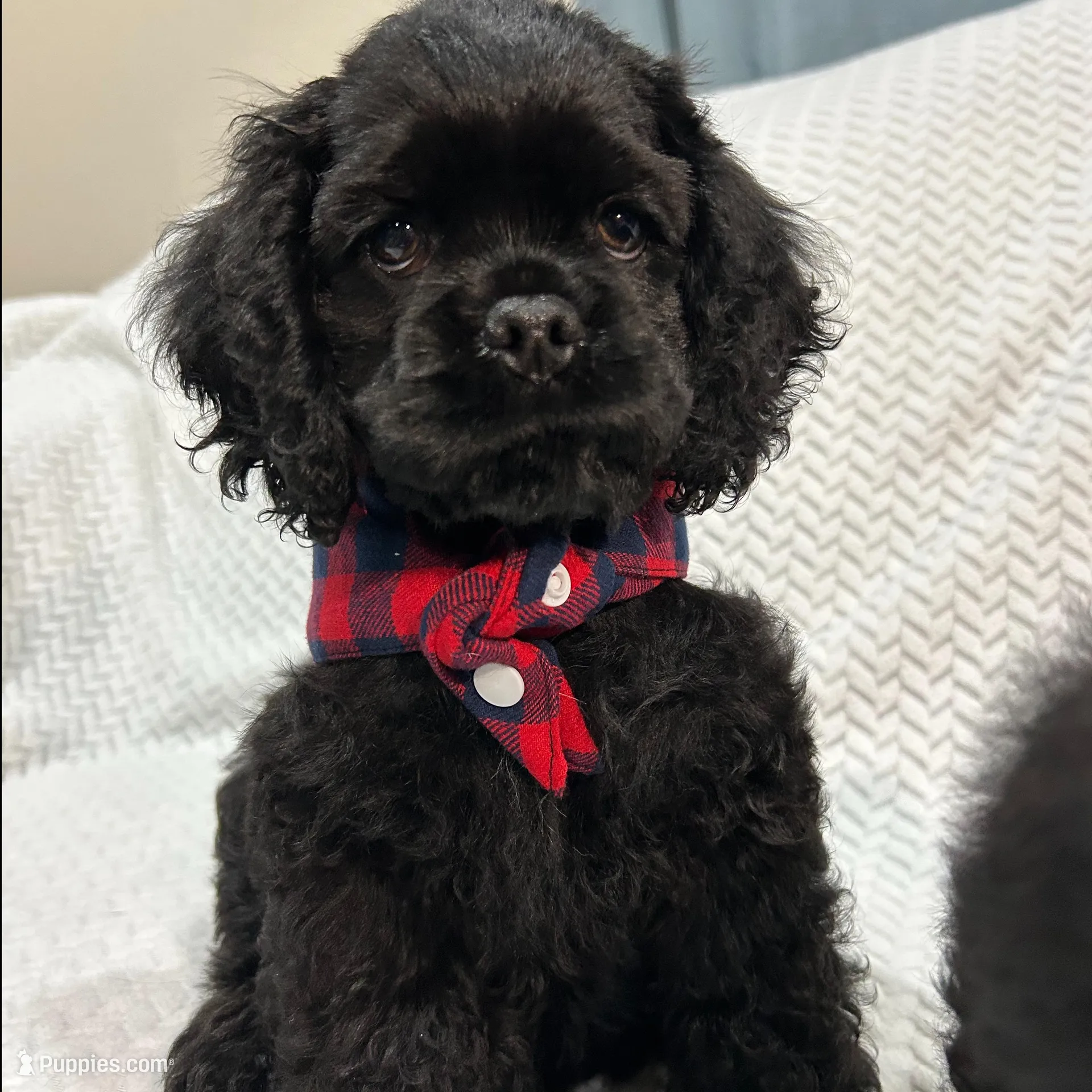 Creed, a male Cocker Spaniel for sale in Corcoran, CA – Photo 4 of 6