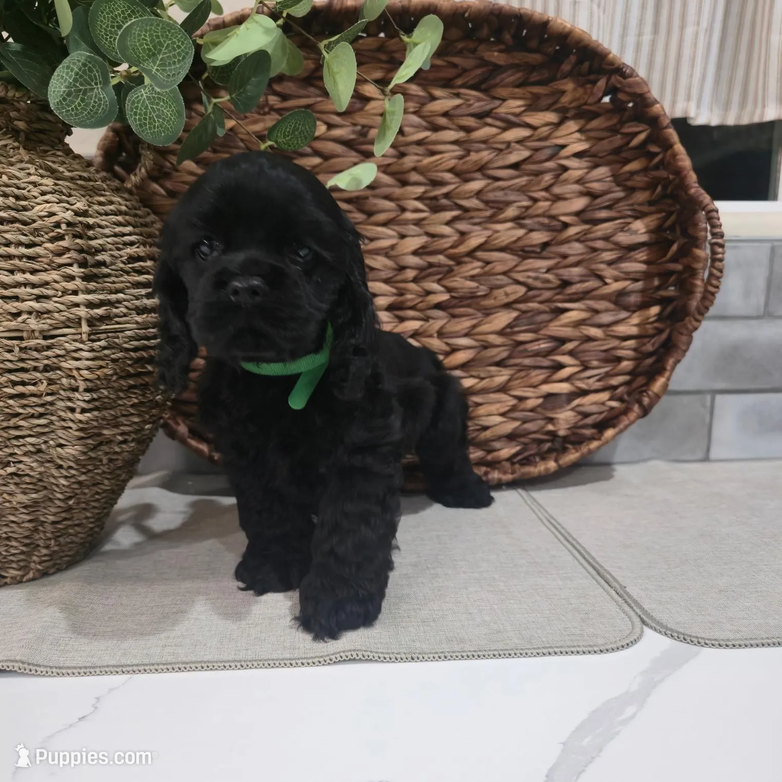 Max, a male Cocker Spaniel for sale in Corcoran, CA – Photo 7 of 8