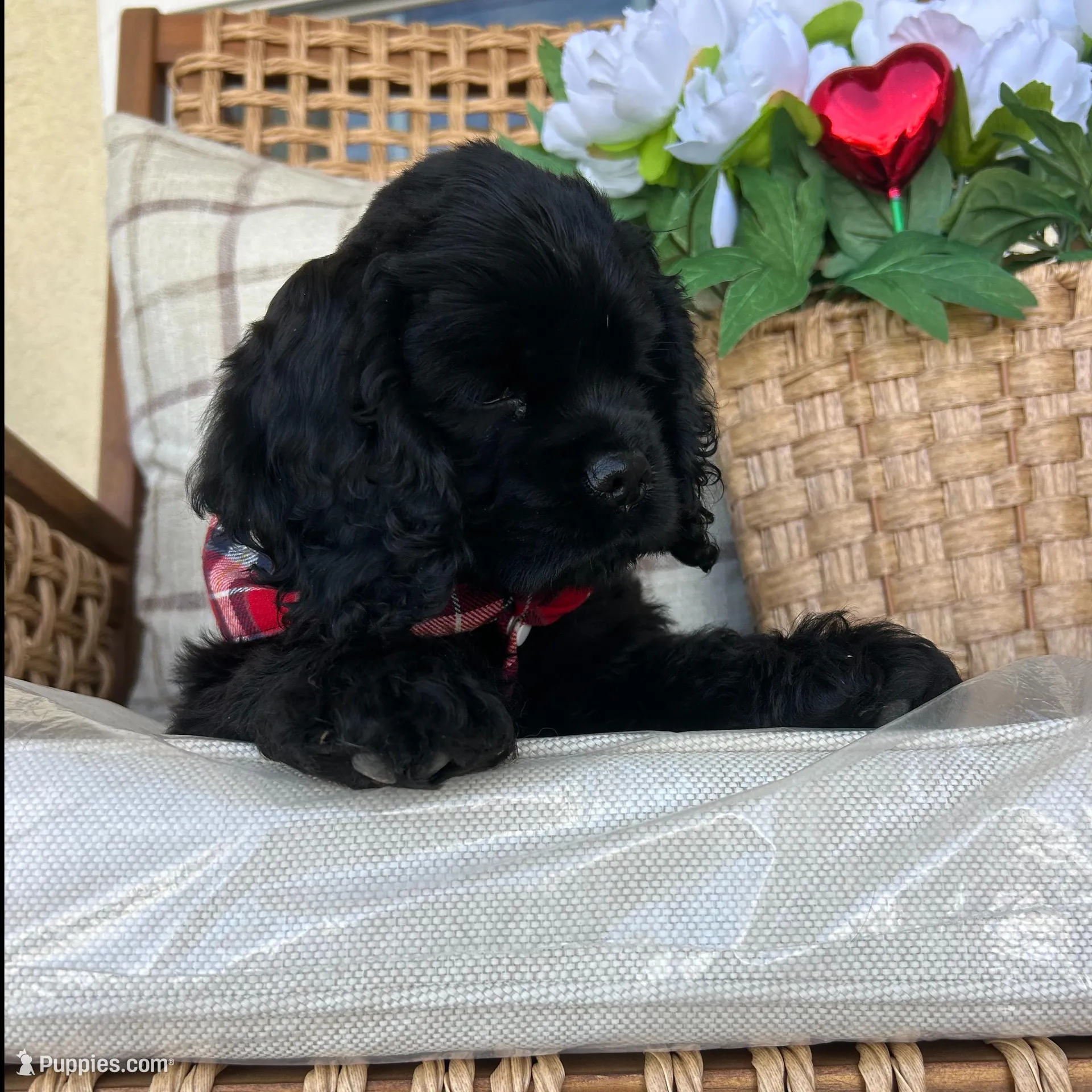 Max, a male Cocker Spaniel for sale in Corcoran, CA – Photo 4 of 8