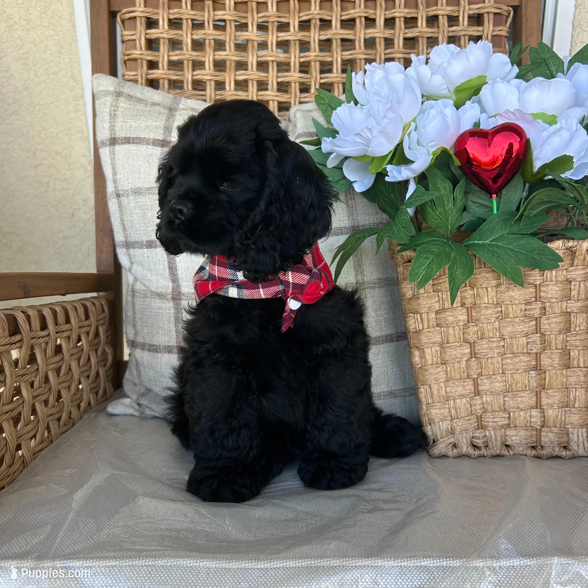 Max, a male Cocker Spaniel for sale in Corcoran, CA – Photo 2 of 8