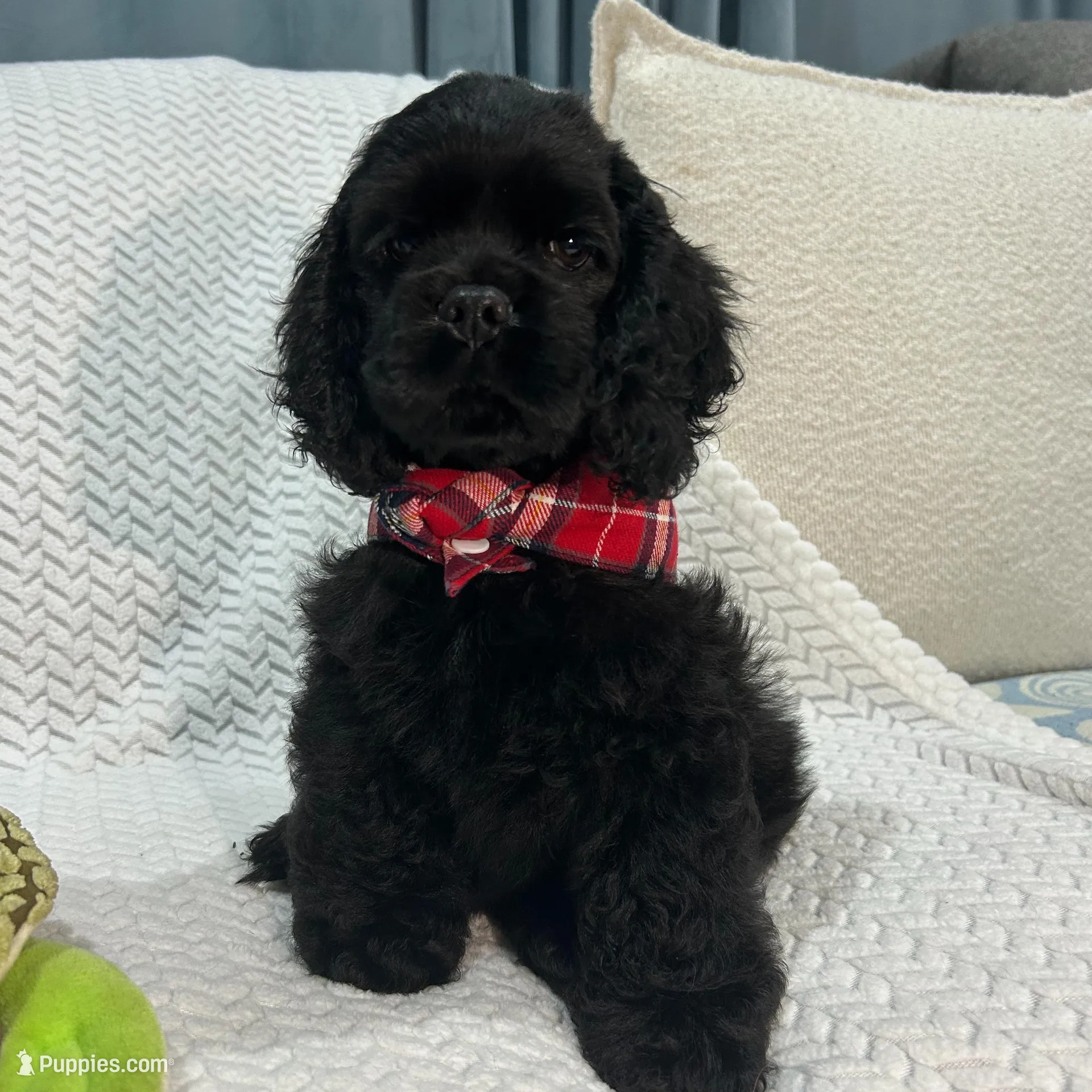 Max, a male Cocker Spaniel for sale in Corcoran, CA – Photo 5 of 8