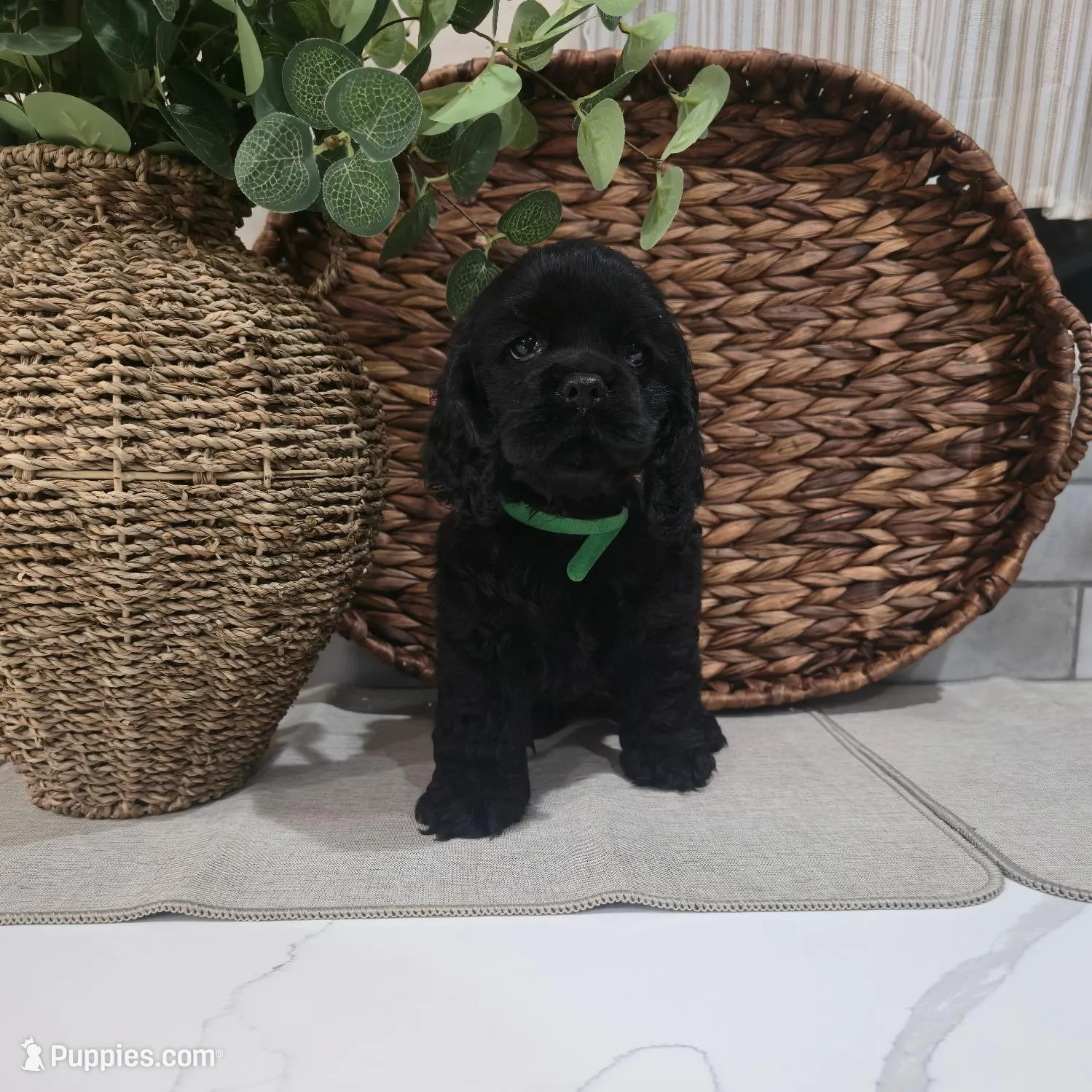 Max, a male Cocker Spaniel for sale in Corcoran, CA – Photo 8 of 8