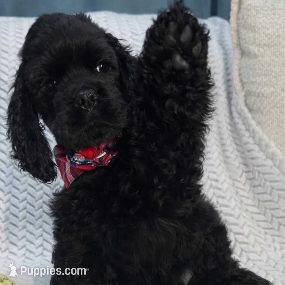 Max, a male Cocker Spaniel for sale in Corcoran, CA – Photo 6 of 8