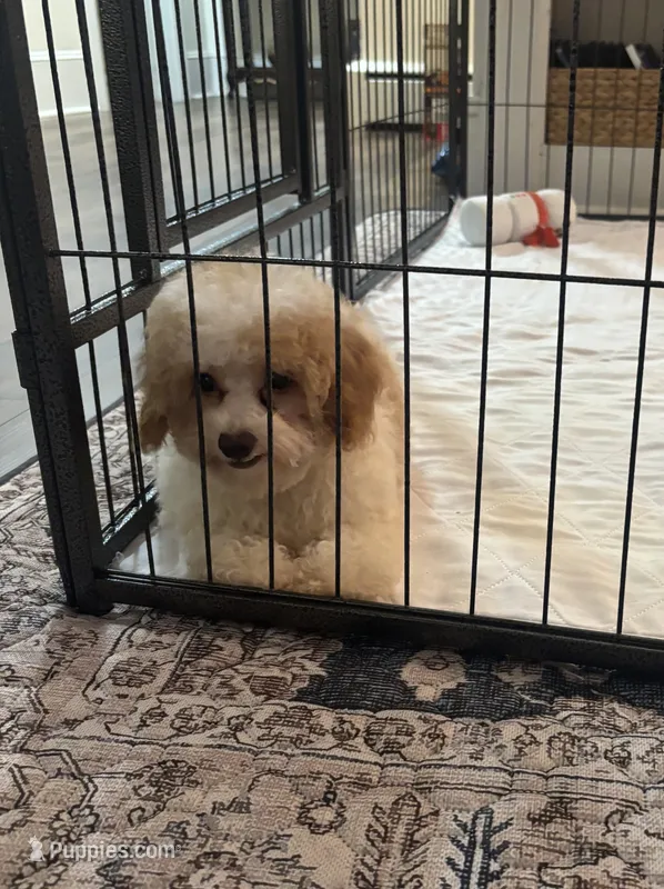 Honey 🐝 – Poodle - Toy  puppy for sale in Hamilton, NC