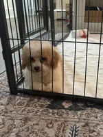Honey 🐝, a female Poodle - Toy  for sale in Hamilton, NC – 1 of 4