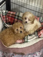 Honey 🐝, a female Poodle - Toy  for sale in Hamilton, NC – 3 of 4