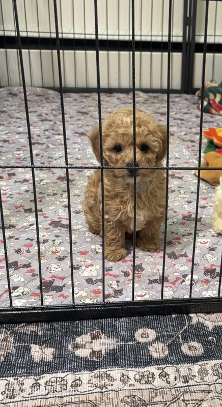 Summer ☀️ – Poodle - Toy  puppy for sale in Hamilton, NC