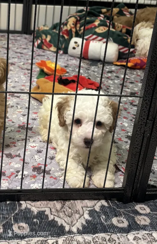 Oliver 🐾 – Poodle - Toy  puppy for sale in Hamilton, NC
