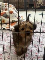 Rusty 🐾, a male Yorkshire Terrier and Poodle - Toy  for sale in Hamilton, NC – 2 of 5
