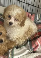 Honey 🐝, a female Poodle - Toy  for sale in Hamilton, NC – 4 of 4