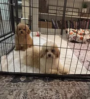 Honey 🐝, a female Poodle - Toy  for sale in Hamilton, NC – 2 of 4