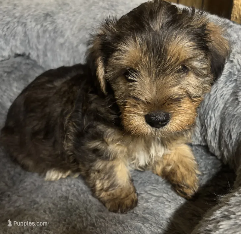 Dusty 🐾 – Yorkipoo puppy for sale in Hamilton, NC