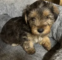 Dusty 🐾, a male Yorkipoo for sale in Hamilton, NC – 1 of 3
