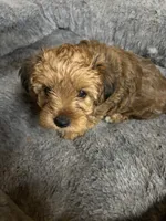 Sammie 🐾, a male Yorkipoo for sale in Hamilton, NC – 3 of 3