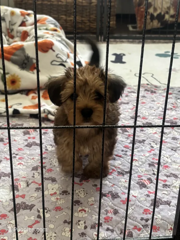 Sammie 🐾 – Yorkshire Terrier, Poodle - Toy  puppy for sale in Hamilton, NC