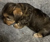 Dusty 🐾, a male Yorkipoo for sale in Hamilton, NC – 3 of 3