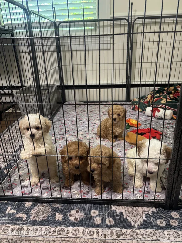 Summer ☀️ – Poodle - Toy  puppy for sale in Hamilton, NC