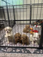 Summer ☀️, a female Poodle - Toy  for sale in Hamilton, NC – 1 of 2