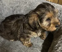 Dusty 🐾, a male Yorkipoo for sale in Hamilton, NC – 2 of 3