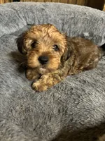 Sammie 🐾, a male Yorkipoo for sale in Hamilton, NC – 1 of 3