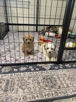 Oliver 🐾, a male Poodle - Toy  for sale in Hamilton, NC – 2 of 2
