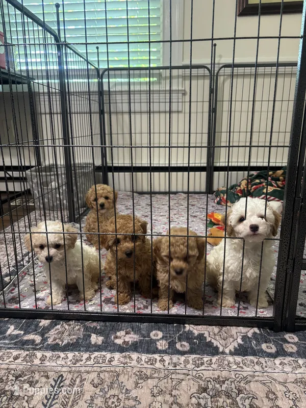 Oliver 🐾 – Poodle - Toy  puppy for sale in Hamilton, NC
