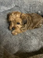 Sammie 🐾, a male Yorkipoo for sale in Hamilton, NC – 2 of 3