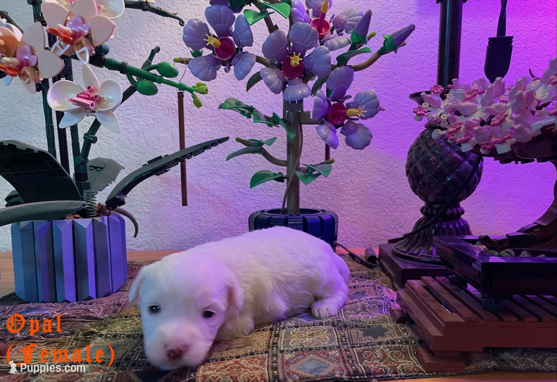 Opal, a female Coton de Tulear for sale in Norman, OK – 4 of 9