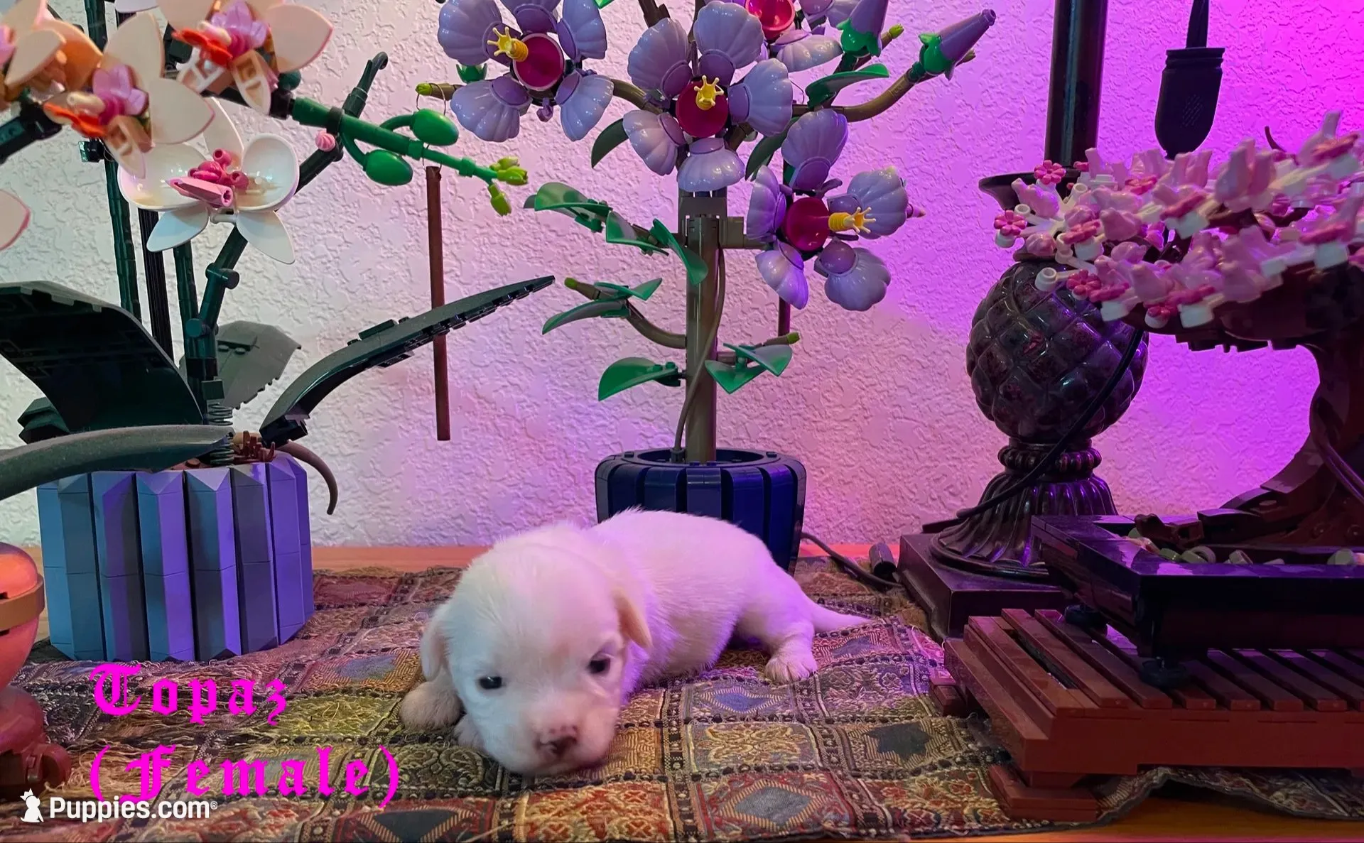 Opal, a female Coton de Tulear for sale in Norman, OK – 7 of 9