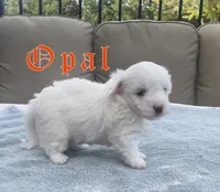 Opal, a female Coton de Tulear for sale in Norman, OK – 1 of 9