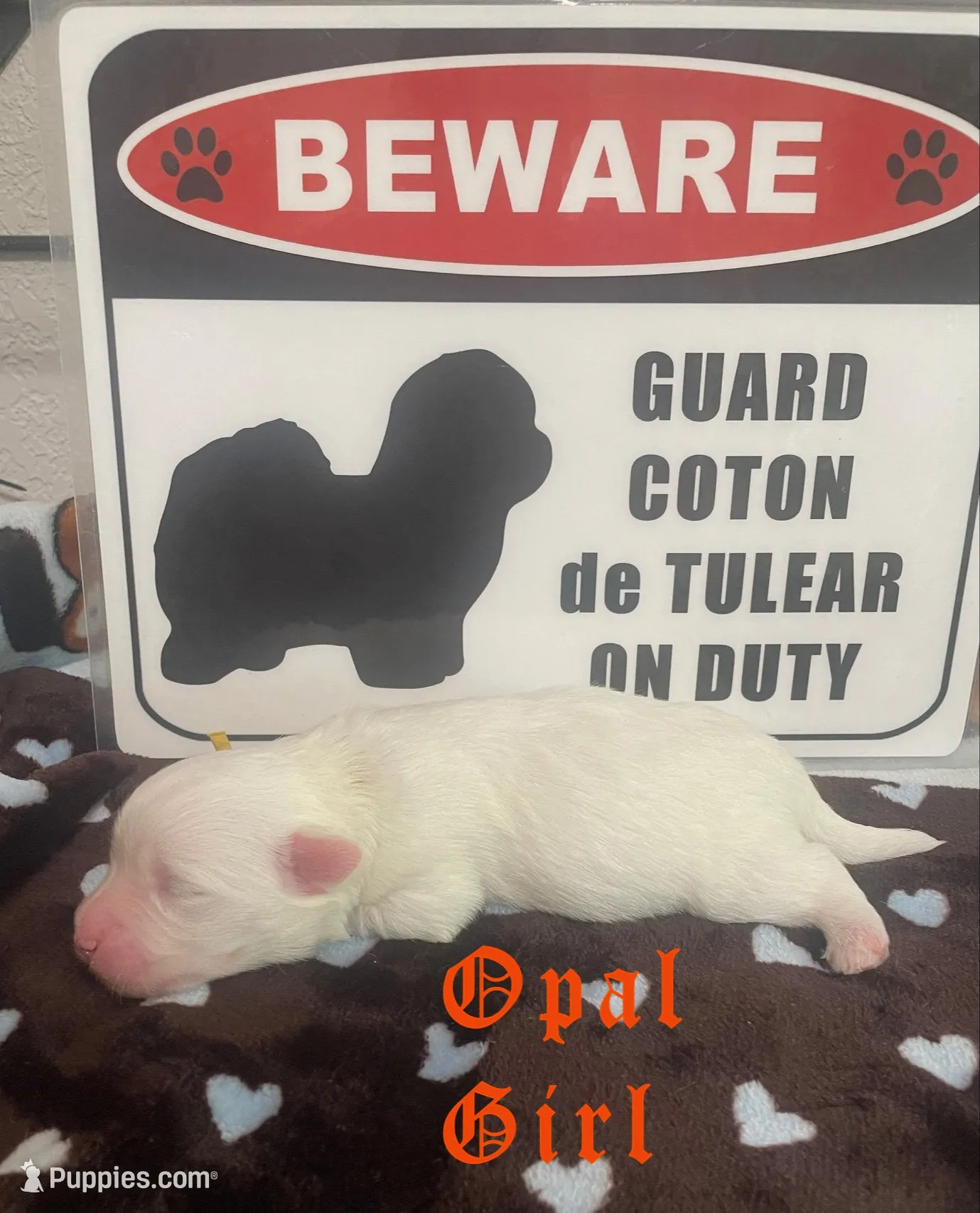 Opal, a female Coton de Tulear for sale in Norman, OK – 3 of 9