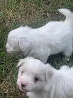 Opal, a female Coton de Tulear for sale in Norman, OK – 9 of 9